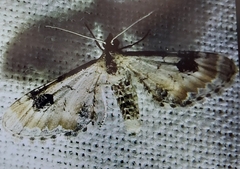 Eupithecia centaureata