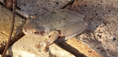 Litoria peronii
