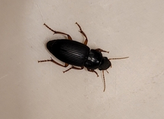 Harpalus pensylvanicus