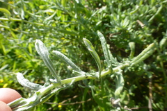 Pseudognaphalium undulatum