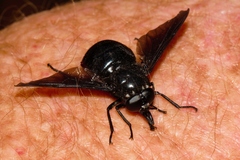 Philoliche rubramarginata