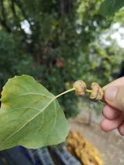 Pemphigus spyrothecae