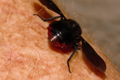 Philoliche rubramarginata