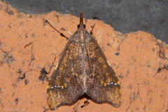 Deana hybreasalis
