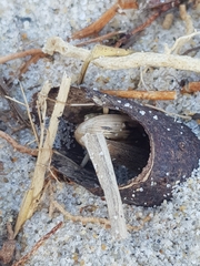 Eurynebria complanata