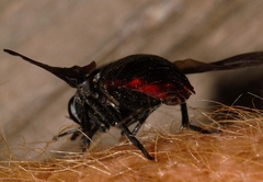 Philoliche rubramarginata