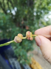 Pemphigus spyrothecae