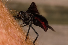 Philoliche rubramarginata