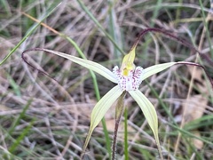 Caladenia polychroma