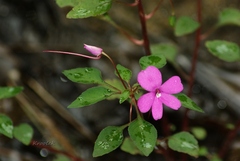 Impatiens semounensis