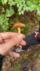 Chalciporus piperatus