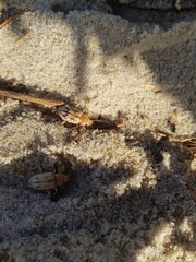 Eurynebria complanata