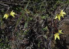Caladenia flava flava