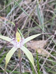 Caladenia polychroma