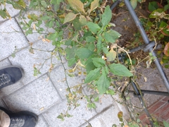 Solanum nigrum