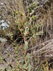 Acacia pravissima