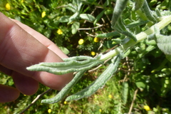 Pseudognaphalium undulatum