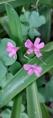 Oxalis articulata