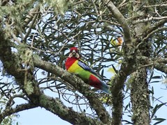 Platycercus eximius eximius