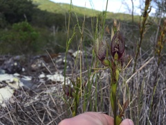 Cryptostylis erecta