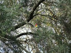 Platycercus eximius eximius