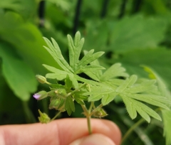 Geranium pusillum