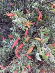 Eremophila glabra
