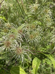 Clematis vitalba
