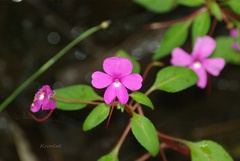 Impatiens semounensis