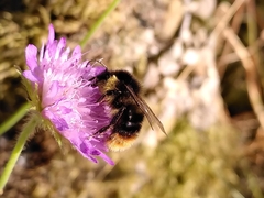 Bombus soroeensis