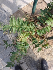 Ailanthus altissima