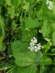 Arabidopsis arenosa