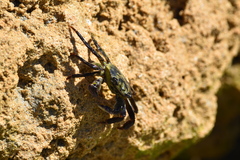 Leptograpsus
