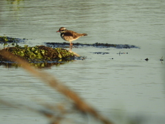 Elseyornis melanops