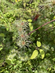 Clematis vitalba