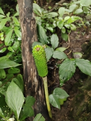 Amorphophallus paeoniifolius