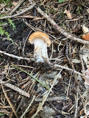 Hydnum rufescens