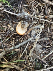 Hydnum rufescens