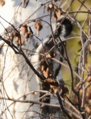 Picoides tridactylus