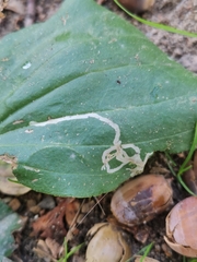 Phytomyza plantaginis