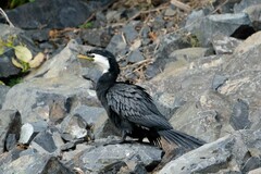 Microcarbo melanoleucos brevirostris