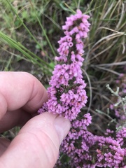 Erica mauritanica
