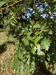 Quercus cerris