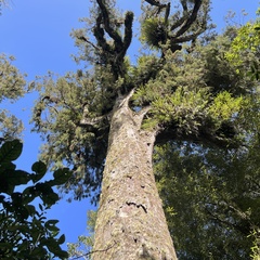 Dacrydium cupressinum