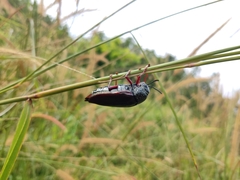 Sternocera chrysis