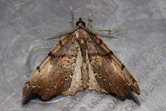 Chalastra pellurgata