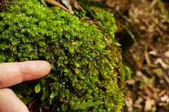 Leucobryum javense