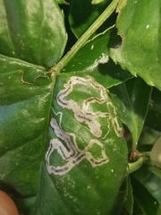 Stigmella anomalella