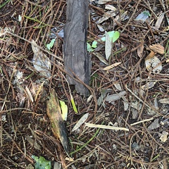 Dacrydium cupressinum