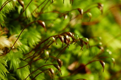 Leucobryum javense